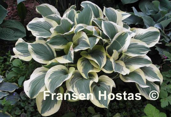 Hosta Regal Supreme